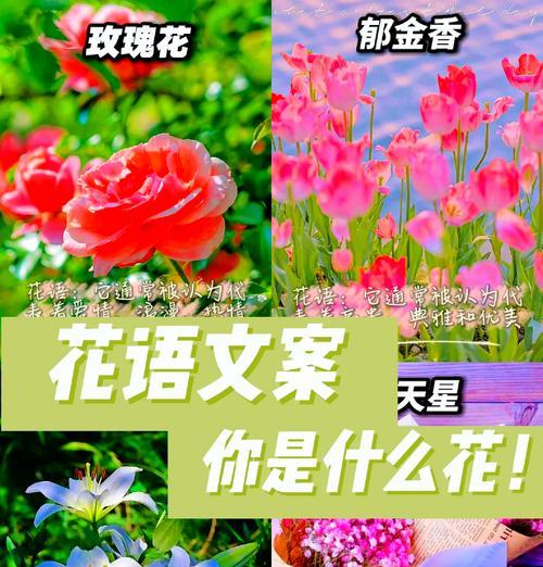 古代花语中哪些花代表美好爱情？