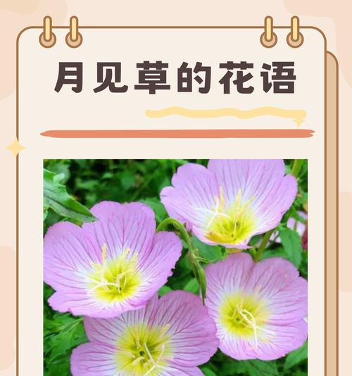 哪种花的寓意是代表祝福的？花语中的祝福含义是什么？