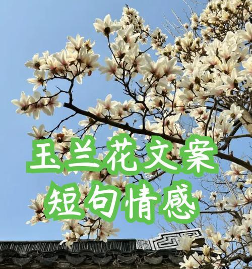 哪种花的寓意是代表祝福的？花语中的祝福含义是什么？