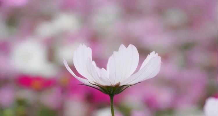 格桑花的寓意和传说是什么？如何了解格桑花的故事？