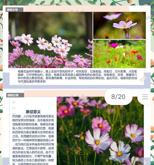 格桑花的寓意和传说是什么？如何了解格桑花的故事？