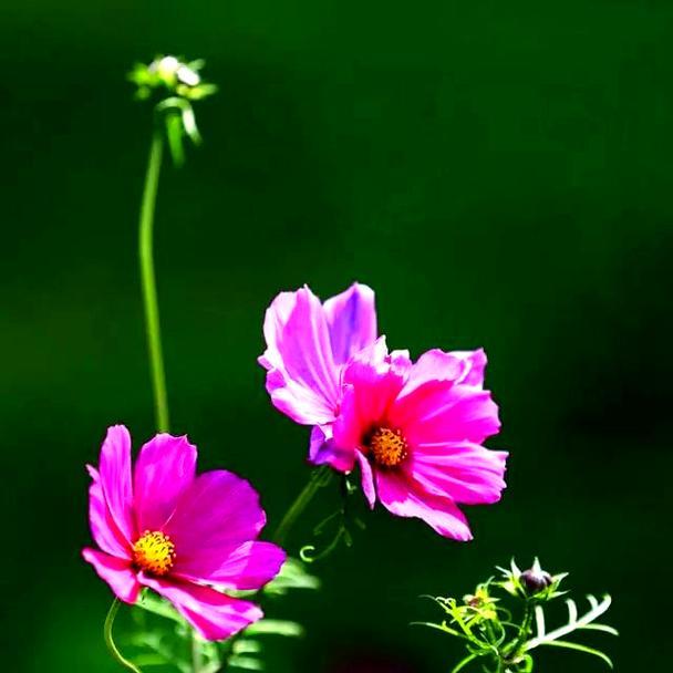 格桑花的寓意和传说是什么？如何了解格桑花的故事？