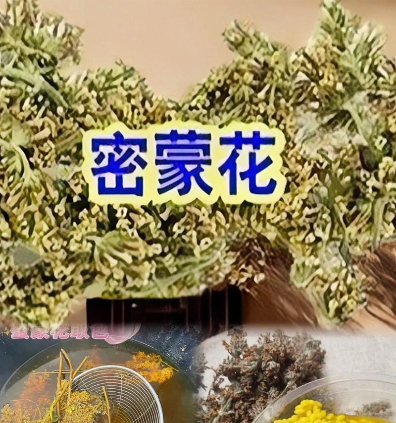 五色糯米饭花的寓意是什么？花语中包含了哪些文化元素？