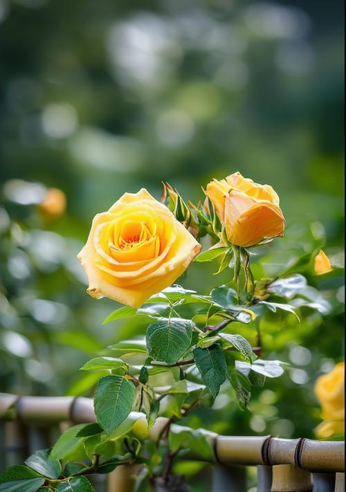 黄色玟瑰花代表什么？它的花语有何特殊含义？