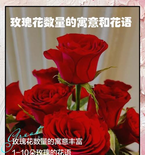 玫瑰花各颜色的寓意分别是什么？如何选择玫瑰颜色表达情感？