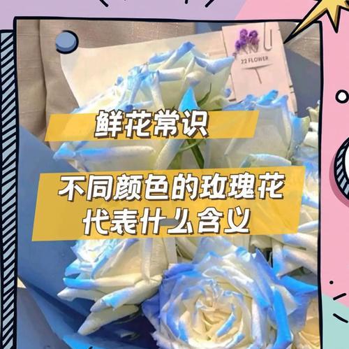 玫瑰花各颜色的寓意分别是什么？如何选择玫瑰颜色表达情感？