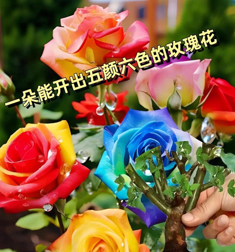 各种颜色的花壳寓意是什么？