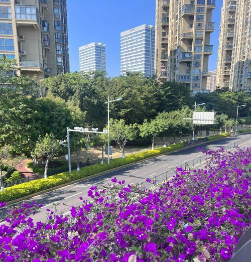 广丰紫色花的花语是什么？它们象征着什么？