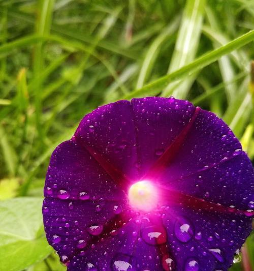 广丰紫色花的花语是什么？它们象征着什么？