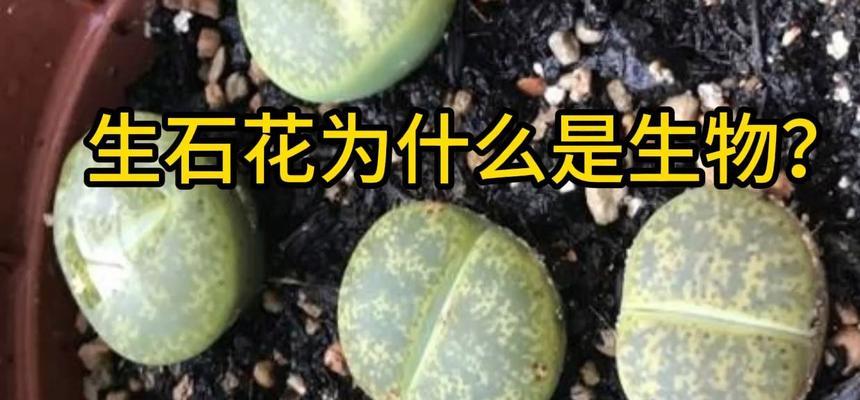 生石花寓意爱情吗？它们象征着什么？