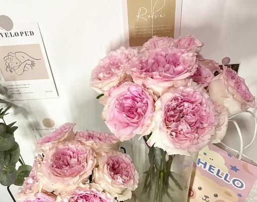 玫瑰花颜色的不同意义是什么？玫瑰花颜色的象征是什么？
