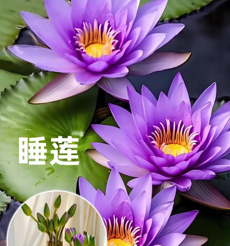 粉紫色花代表什么？粉紫色花象征爱情的寓意是什么？