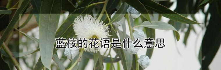 阴晴无色花代表什么？阴晴无色花语是什么？