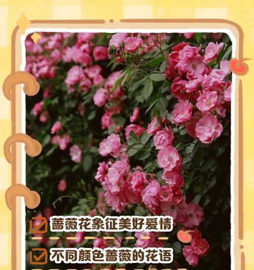 白残花象征着怎样的爱情？