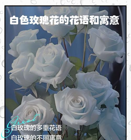逐渐变色玫瑰花有何特别寓意？它代表了什么？
