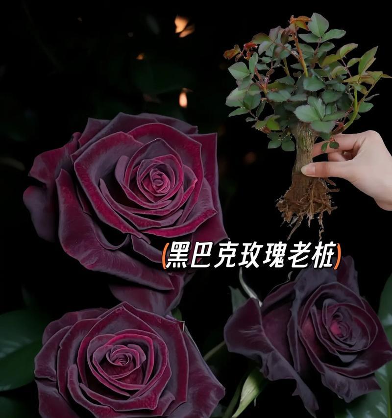 黑色玫瑰花的寓意是什么？它象征着什么？