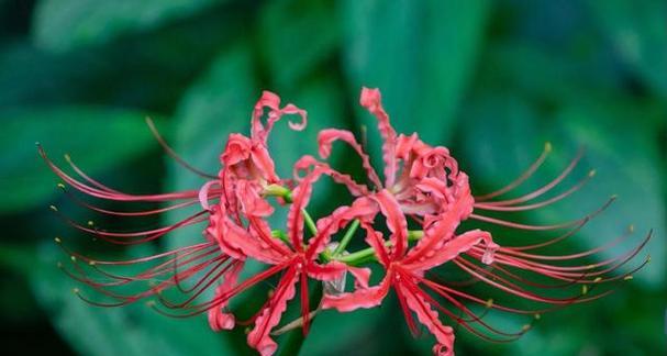 白色石蒜花的花语和寓意是什么？它象征着什么？