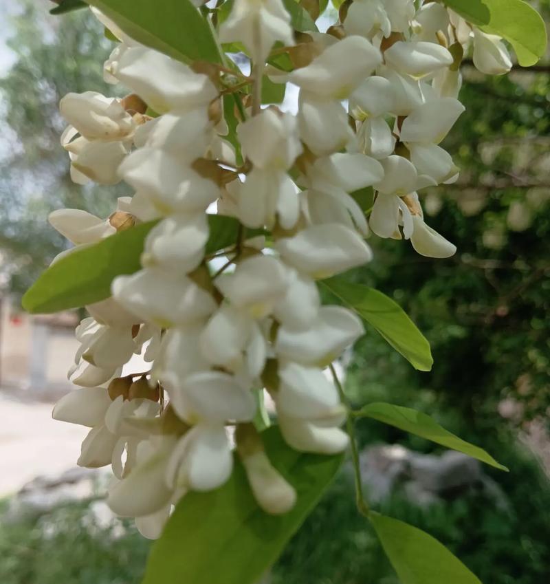 白色花有哪些好的寓意？如何挑选寓意吉祥的白色花？