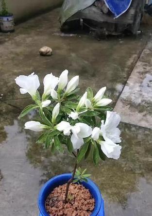 白色花有哪些好的寓意？如何挑选寓意吉祥的白色花？