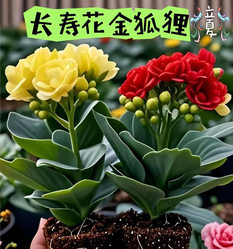 迷你长寿花有什么寓意？它象征着什么？