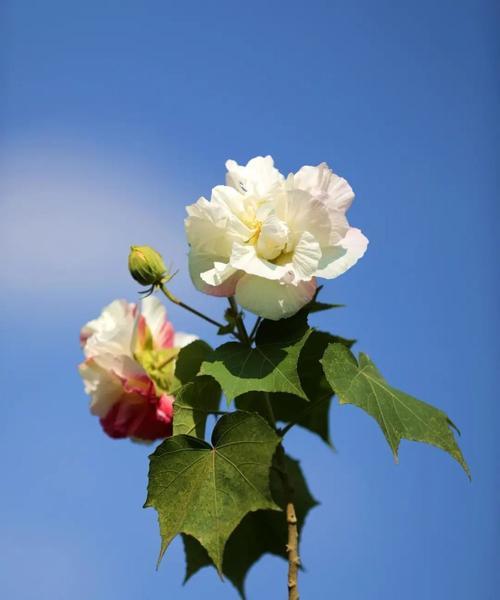 蓝色芙蓉花代表什么？芙蓉花的花语有哪些？