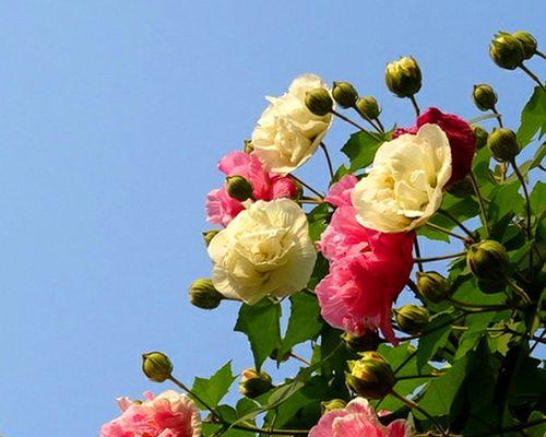 蓝色芙蓉花代表什么？芙蓉花的花语有哪些？