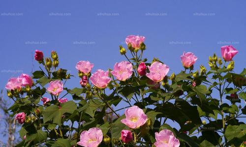 蓝色芙蓉花代表什么？芙蓉花的花语有哪些？