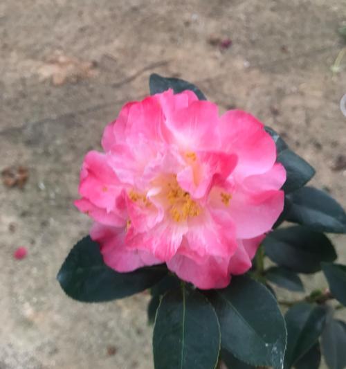 白色花代表迷茫吗？哪种花象征着迷茫？