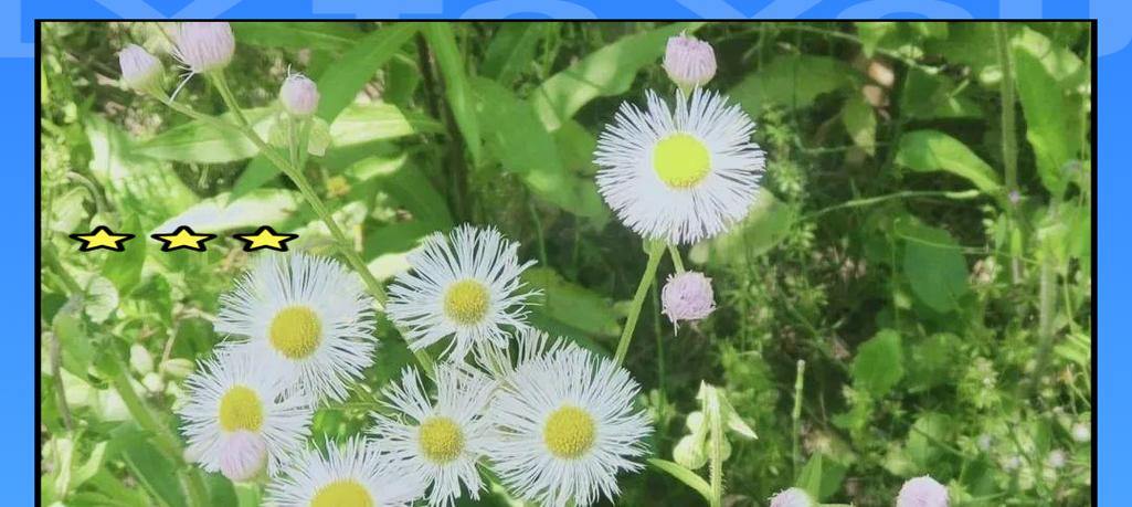 白色花代表迷茫吗？哪种花象征着迷茫？