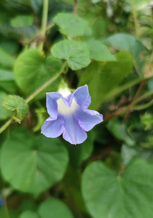 白色花代表迷茫吗？哪种花象征着迷茫？