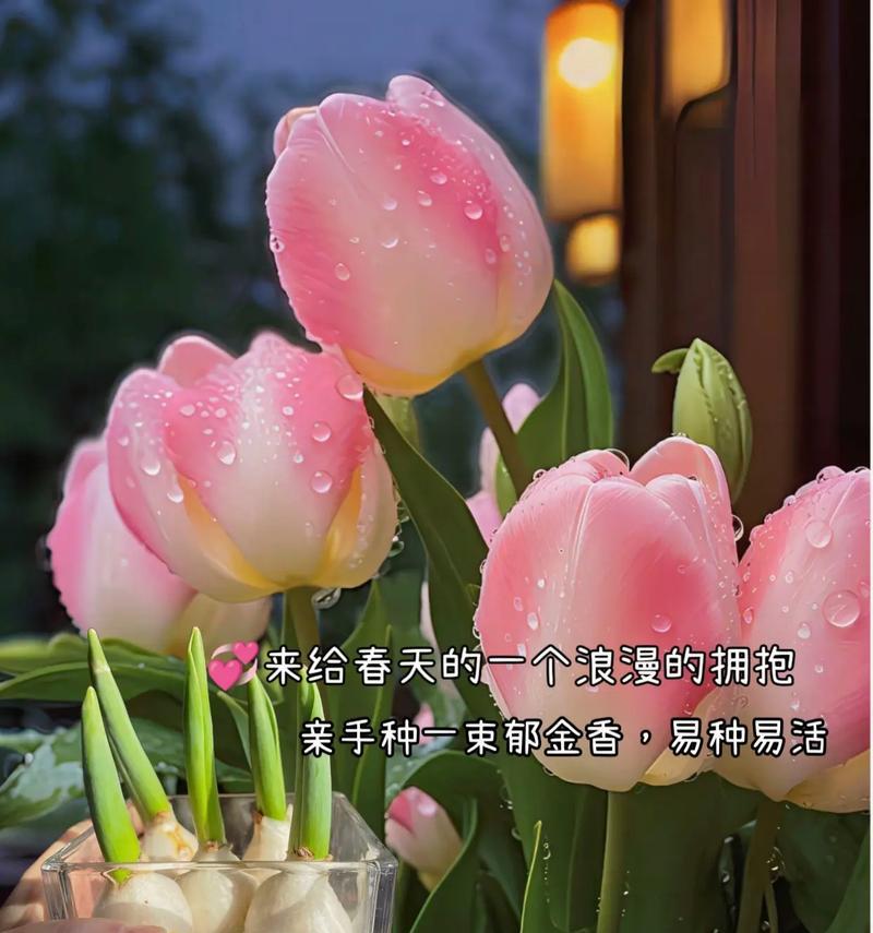 不懂花语的浪漫是什么？如何在不了解花语的情况下表达浪漫？