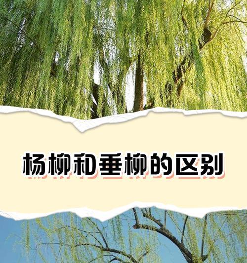 杨柳树开黄色花有什么寓意？黄色花的寓意是什么？
