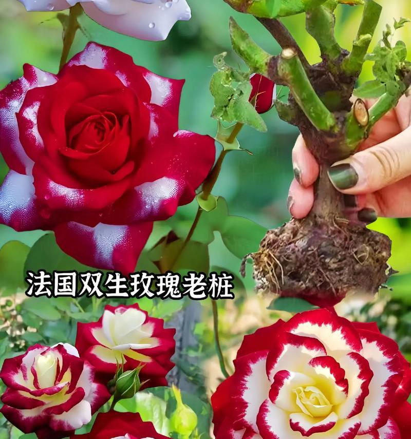 双生花象征着怎样的爱情？