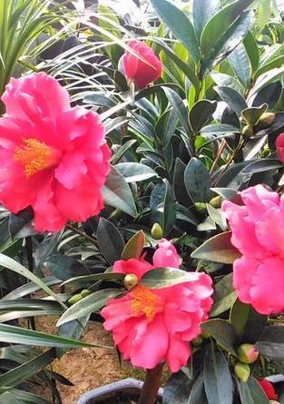 花孝在不同场合代表什么含义？