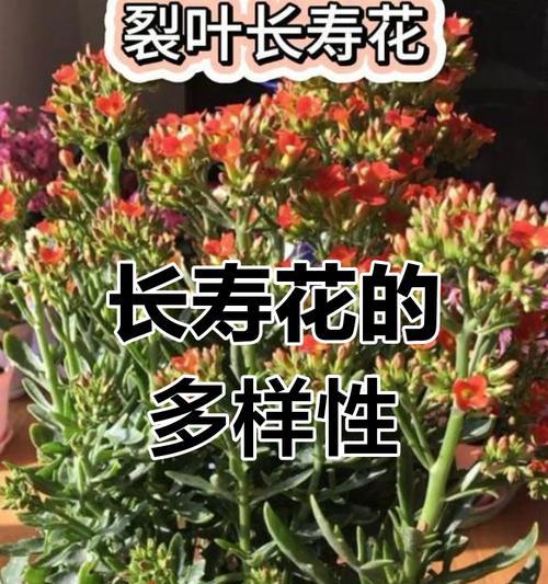 哪种花象征长寿？长寿花有哪些？