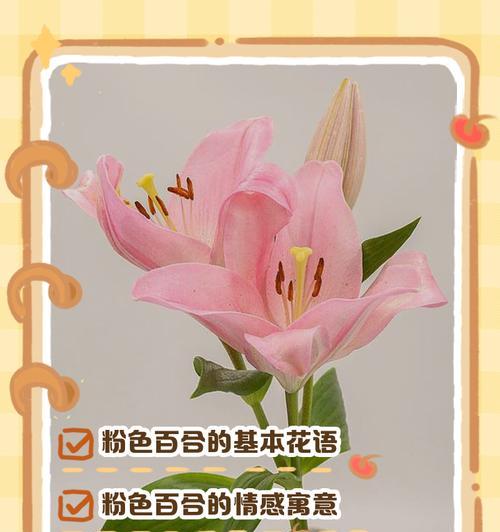粉色鸡冠花的寓意是什么？它象征着什么？