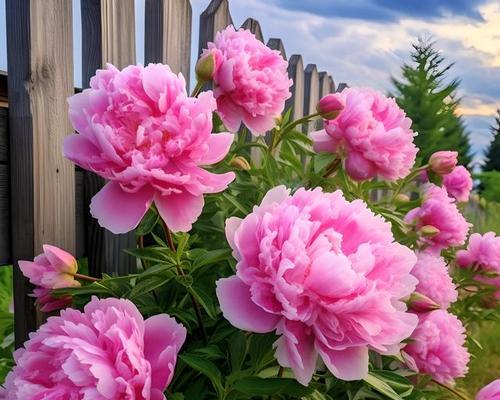 哪种花象征灵魂契合的爱情？这种花的花语是什么？