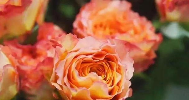 黄色和橙色玫瑰花代表什么？它们的花语有何不同？