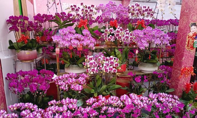 哪种花寓意美满幸福？美满幸福花的象征意义是什么？