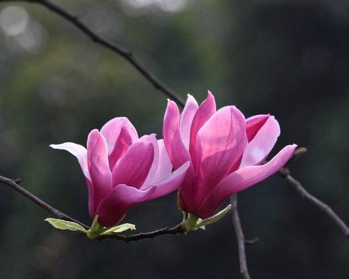 哪些花象征爱情的真诚？真诚爱情的花卉代表是什么？
