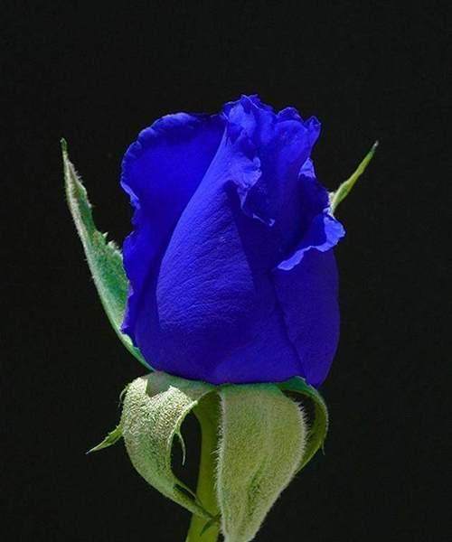 蓝色木槿花的花语是什么？