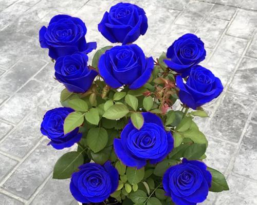 蓝色木槿花的花语是什么？