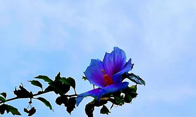 蓝色木槿花的花语是什么？