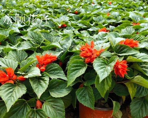 节日摆花的寓意及象征是什么？如何选择节日花卉？