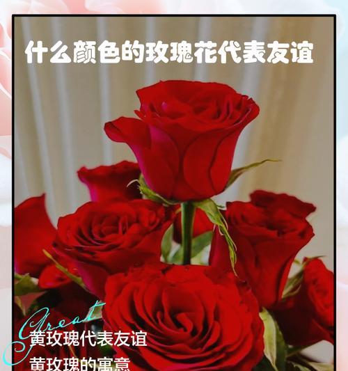 玫瑰花十六种颜色各代表什么含义？