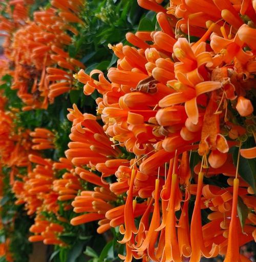 吉祥富贵的花有哪些？这些花的寓意是什么？