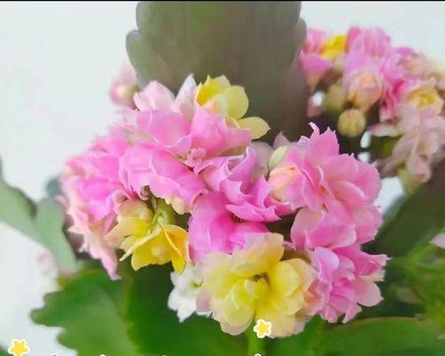 变色龙花的意义是什么？如何理解变色龙花的特殊寓意？
