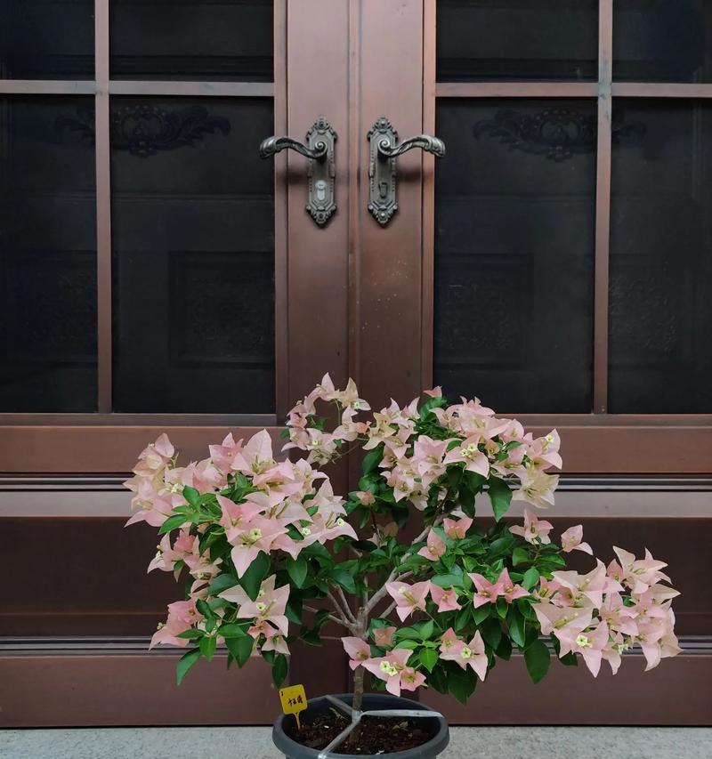 变色龙花的意义是什么？如何理解变色龙花的特殊寓意？