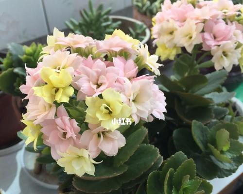变色龙花的意义是什么？如何理解变色龙花的特殊寓意？