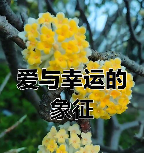 哪些花象征爱情且有典故？爱情花的典故有哪些？